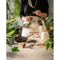 MENTHA. Clay pot with mint