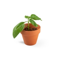 BASILI. Clay pot with basil